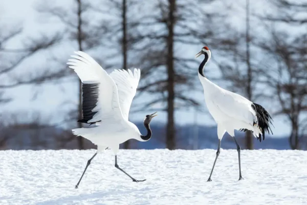 鶴（タンチョウ）