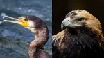 鵜の目鷹の目