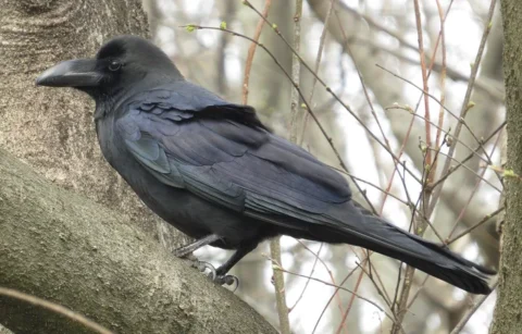 枝にとまる黒いハシブトガラス