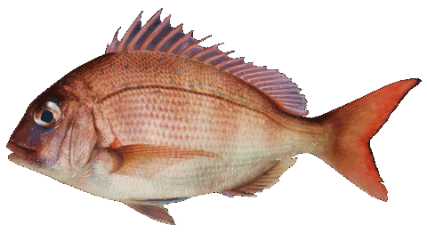 鯛
