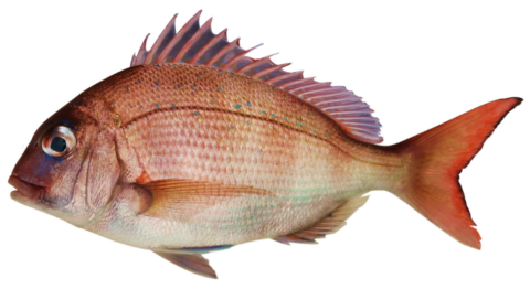 魚は頭から腐る