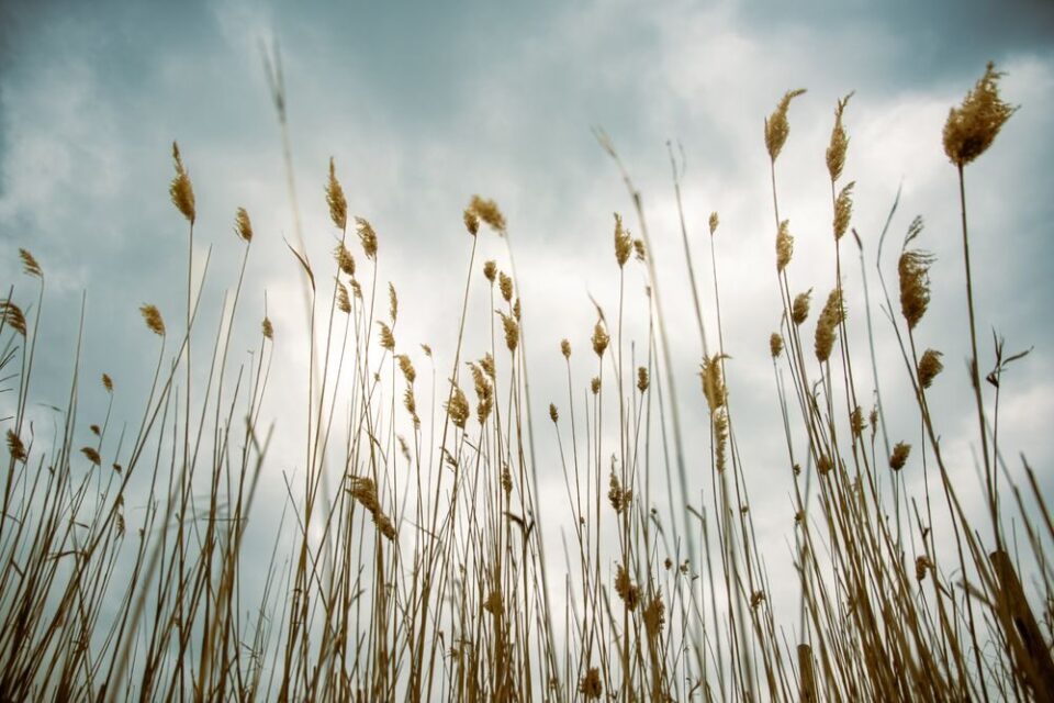 葦 reeds