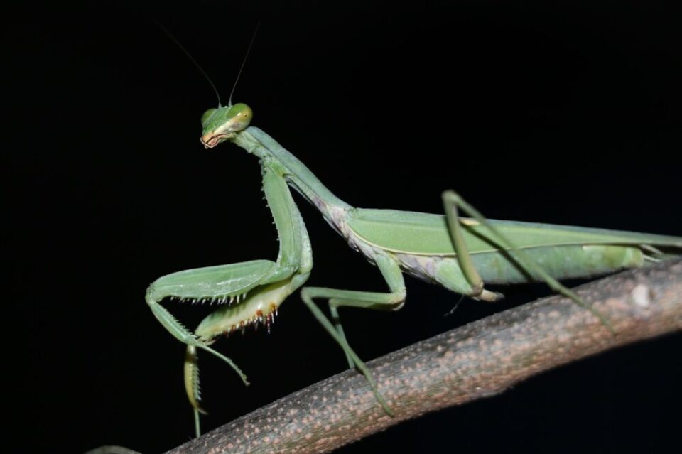カマキリ