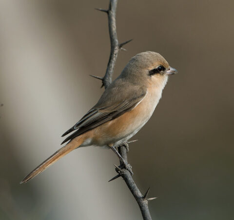  shrike モズ