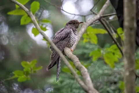 枝にとまるホトトギス