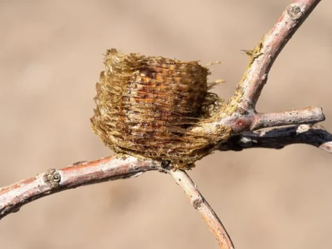 枝に産みつけられたカマキリの卵