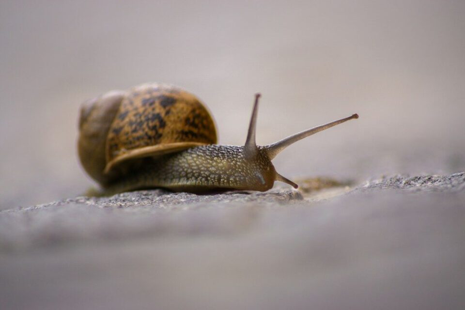 カタツムリ snail