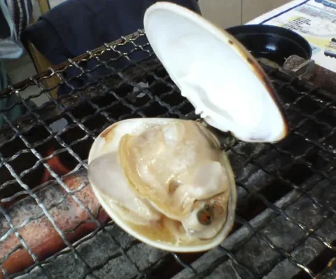 網の上で口を開けた焼き蛤